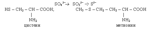 Подпись: SO42– → SO32– → S2–
HS – CH2 – CH – COOH;		 CH3 – S – CH2 – CH2 – CH – COOH
|						       |
          NH2 						      NH2
 	      цистеин 						 метионин 
